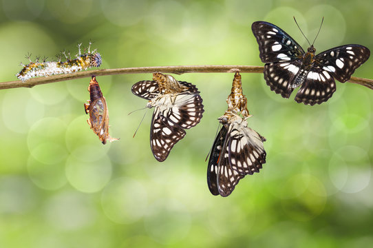 Transformation of Black-veined sergeant butterfly ( Athyma ranga ) from caterpillar , pupa and emerged hanging twig