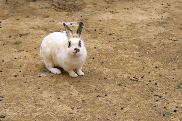 Single Domestic Bunny rabbit, Oryctolagus cuniculus domesticus, in a zoological garden