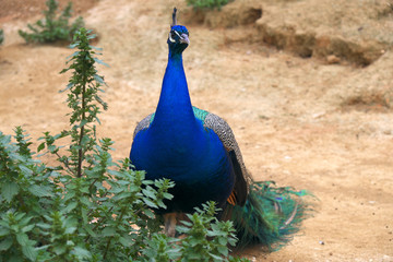Obraz premium Single Indian peafowl known also as blue peafowl, Pavo cristatus, in a zoological garden