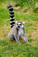 Single Ring-tailed lemur, Lemur catta, in a zoological garden