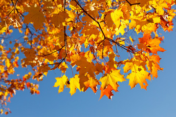 Naklejka na ściany i meble Colorful leafs of maple tree, autumn