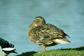 Ente am Wasser und am Seeufer