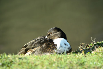 Ente am Wasser und am Seeufer