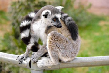 Single Ring-tailed lemur, Lemur catta, in a zoological garden