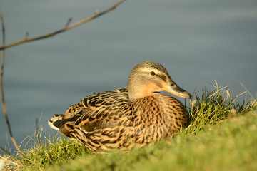 Ente am Seeufer