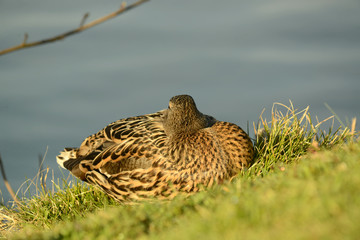 Ente am Seeufer