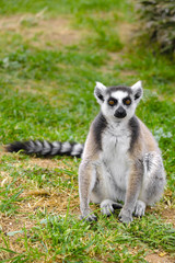 Single Ring-tailed lemur, Lemur catta, in a zoological garden