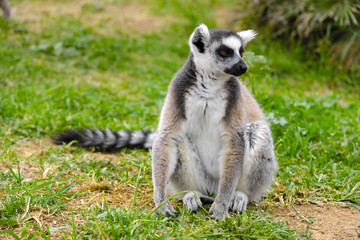 Obraz premium Single Ring-tailed lemur, Lemur catta, in a zoological garden