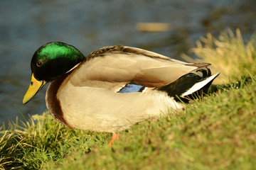 Ente am Seeufer