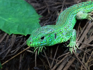 Obraz premium lizard, green, animal, reptile, nature, skin, small, wildlife, plated, wild, macro,reptiles, gerrhosaurus, eye, scale, background, tail, looking, outdoors, body, rock, exotic, vertebrate, giant, beau