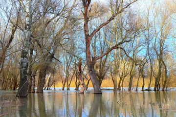 Trees (tree trunks) with reflection in the water during the spring high water in the Danube floods...