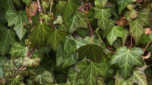 Efeu h&auml;ngt an Wand
