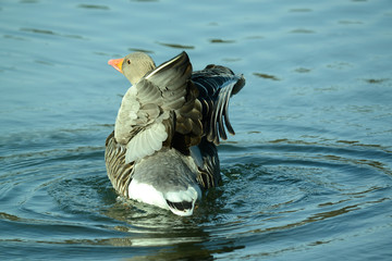 Ente am Seeufer