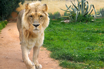 Single male Angola Lion, Panthera leo bleyenberghi, in a zoological garden