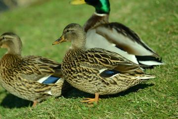 Ente am Seeufer
