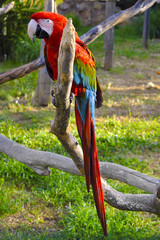 Red-and-green macaw parrot known also as Green-winged macaw parrot, Ara chloropterus, in a zoological garden