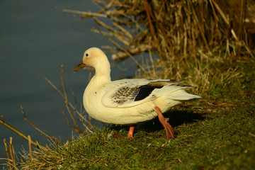 Ente am Seeufer