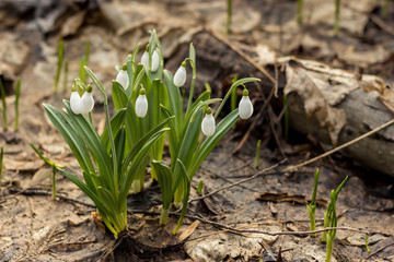 Snowdrop spring flowers (Galanthus plicantus). Fresh green well complementing the white Snowdrop blossoms. Snowdrops are a sign of the coming spring, warming the soul.