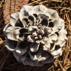 Piña de pino piñonero