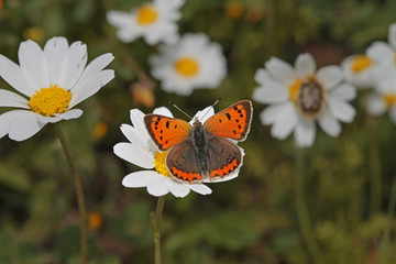 Benekli bakır kelebeği , Lycaena phlaeas © mylasa