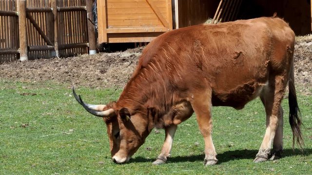 Brown bull eating grass. (Bos primigenius taurus)