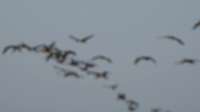 birds fly in flocks over ocean water and over shore, early in morning