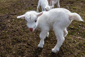 Newborn goat on the farmyard. Portrait of baby goat