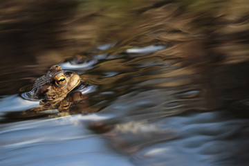 Common toad  - Bufo bufo