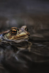 Common toad  - Bufo bufo