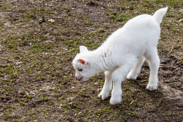 Naklejka na ściany i meble Newborn goat on the farmyard. Portrait of baby goat