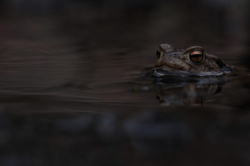 Common Toad - Bufo bufo