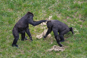 Gorillas playing in a meadow.