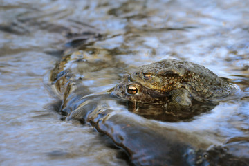 Common Toad - Bufo bufo
