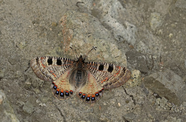 Yalancı apollo kelebeği , Archon apollinus