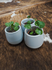 Three baby pilea peperomioides or pancake plant ( Urticaceae) on a cowhide rug