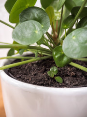 Closeup of a  pilea peperomioides or pancake plant ( Urticaceae) with a small root plantlet
