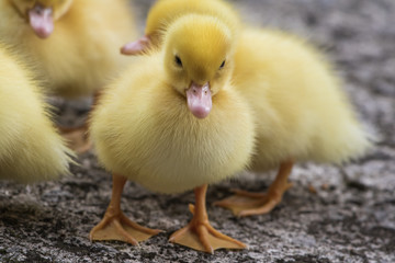 group of cute yellow fluffy ducklings in springtime, animal family concept

