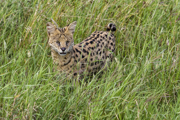 Naklejka na ściany i meble Serval hunting in the high grass of the Serengeti National Park in Tanzania