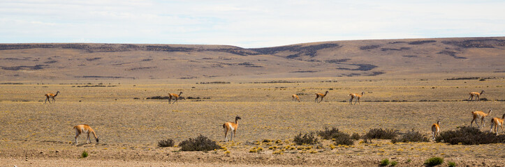 Herd of lamas in steppe of Patagonia