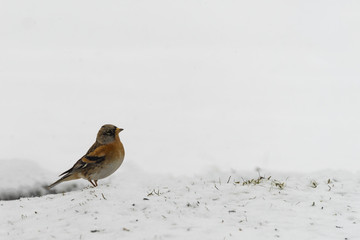 Brambling in snow