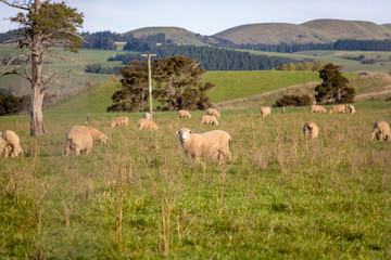 Sunset Over New Zealand Sheep 