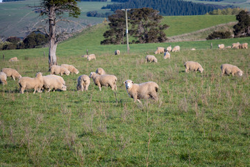 Naklejka na ściany i meble New Zealand Wool Sheep Flock 