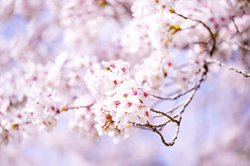 美しく咲き誇る満開の桜
