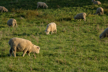 Flock Of New Zealand Sheep At Sunset 