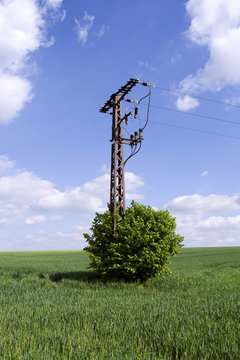 Power Lines: Medium-voltage power line termination pylon at the edge of a growing wheat field in Eastern Thuringia in springtime