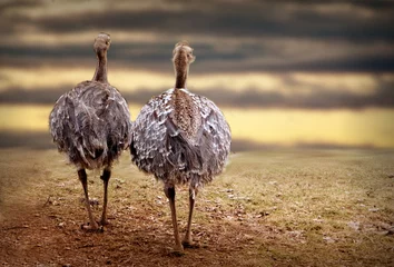Papier Peint photo Autruche Two ostriches in nature
