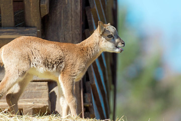 Portrait eines jungen Mufflons