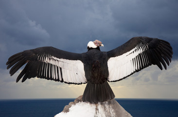 Andean condor © JackF