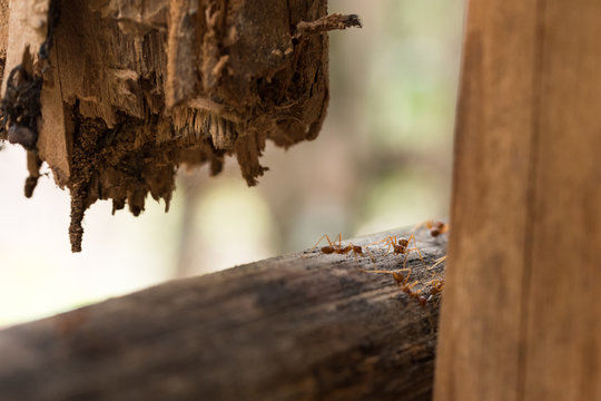 Small army of red Cambodian ants on the wooden pole 