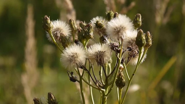 Senecio groundsel in summer with seeds on the field.